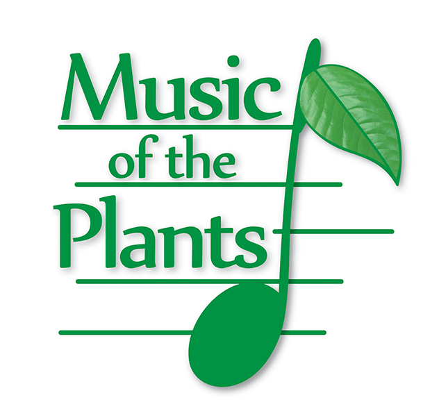 music final solo verde